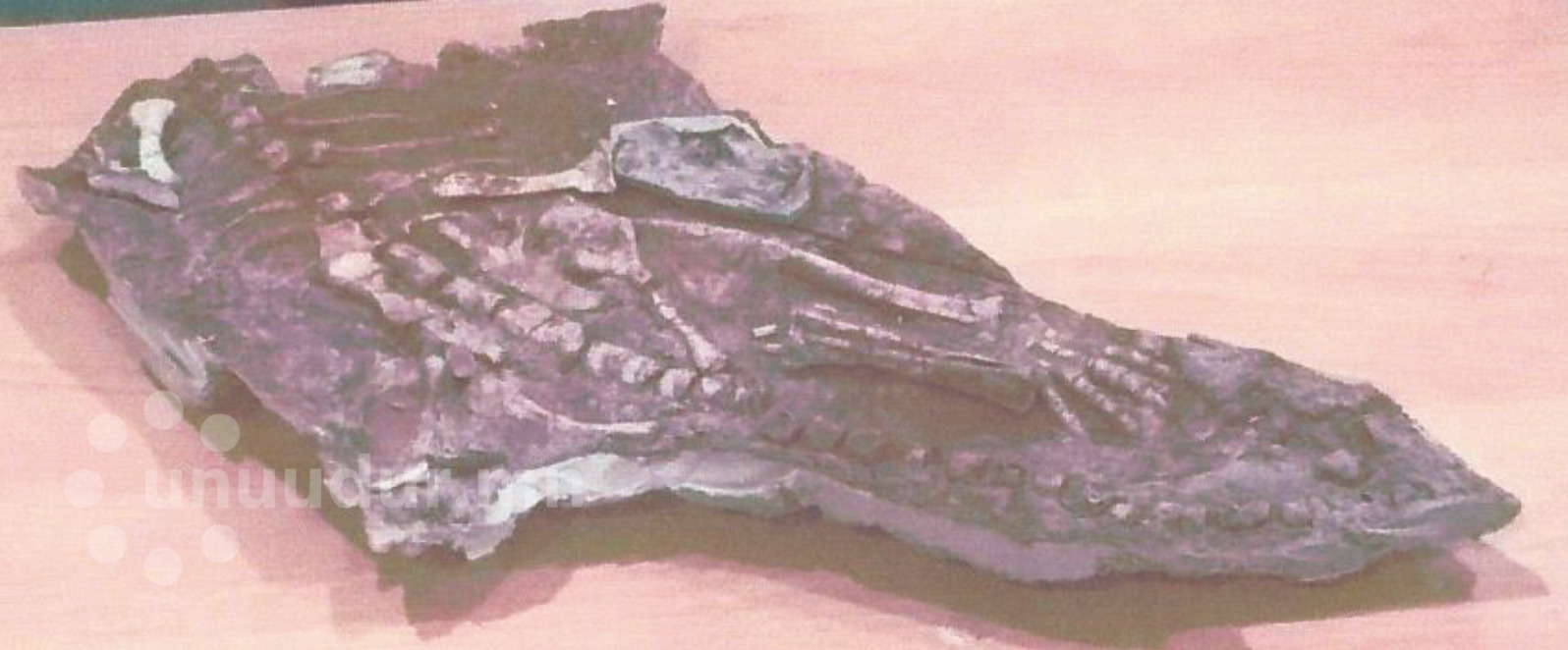 Харьд худалдсан тарбозавр батаар ямар замыг туулж 12 жилийн дараа эх орондоо ирэв